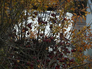 SAM_0665.JPG SAM_0665.JPG