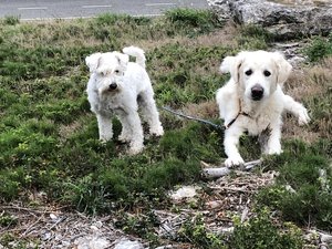 936E1D53-1F88-4660-9640-FE387A0B93C7.jpeg 936E1D53-1F88-4660-9640-FE387A0B93C7.jpeg