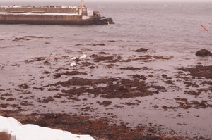 Tyresta, Stendörren, Arild, Mölle jan 2019 041.JPG Tyresta, Stendörren, Arild, Mölle jan 2019 041.JPG