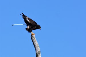 IMG_2685 (2).JPG