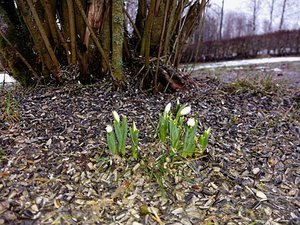 SnowDrops.jpg