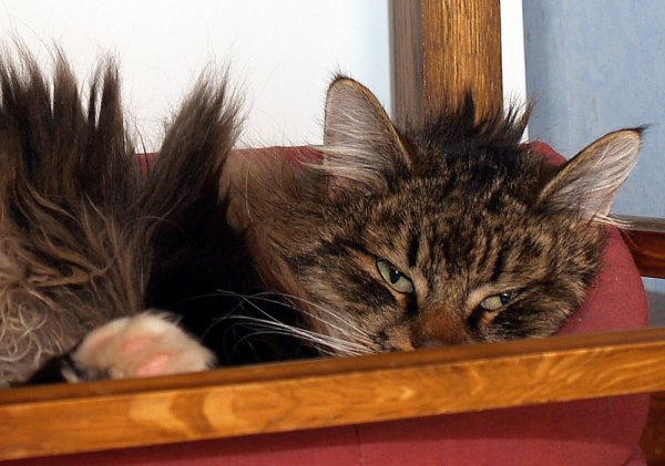 Lurven kom in från kylan -15 (3).jpg Lurven kom in från kylan -15 (3).jpg