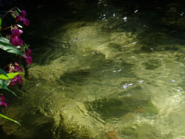 Fiske_3.JPG Fiske_3.JPG