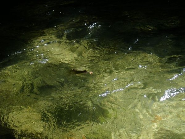 Fiske_2.JPG Fiske_2.JPG