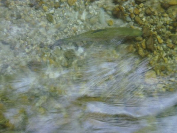 Fiske_4.JPG Fiske_4.JPG