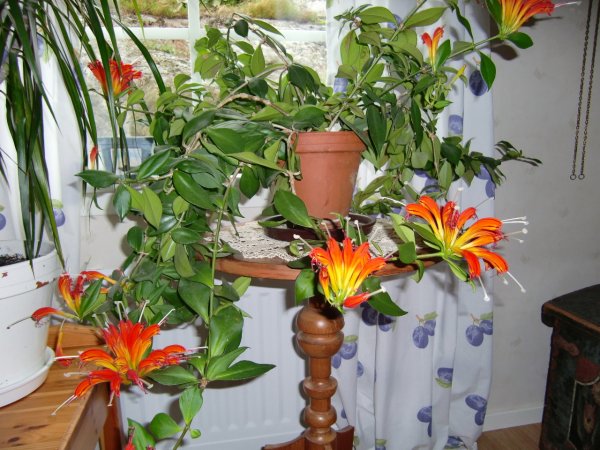 Blomma.jpg