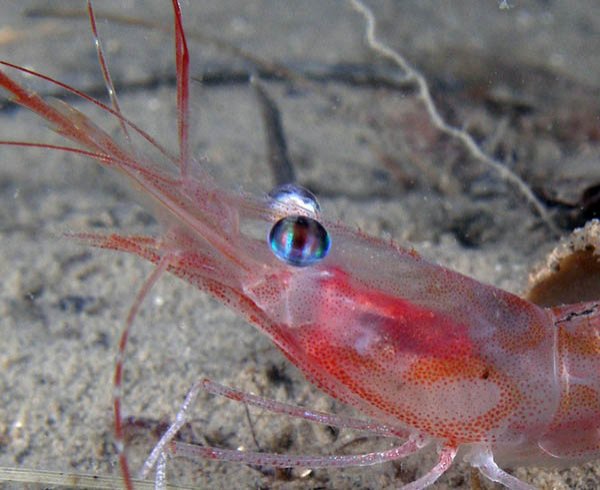 28.2.2008 Skår (4).jpg