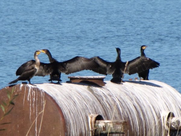 höst 025.JPG höst 025.JPG