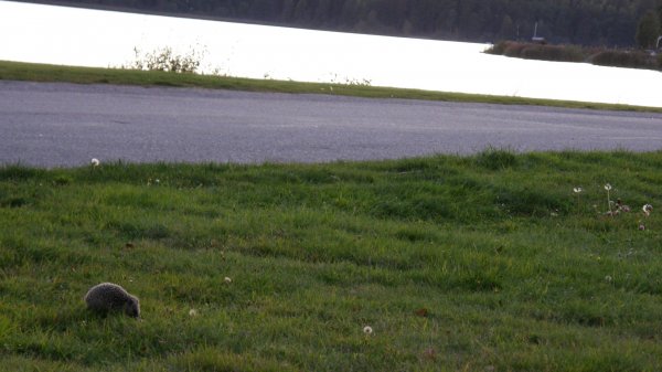 Igelkottsbesök i Arvika.JPG