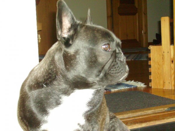 Frida snart 1 år Bilderna är tagna 3 juli 020.jpg