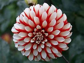 dahlia 3.jpg