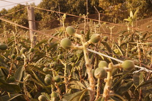 Marknader Torrax o Cala Mijas 007.JPG