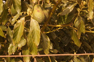 Marknader Torrax o Cala Mijas 010.JPG