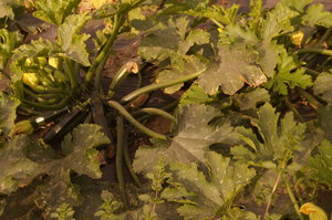 Marknader Torrax o Cala Mijas 012.JPG