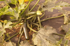 Marknader Torrax o Cala Mijas 013.JPG