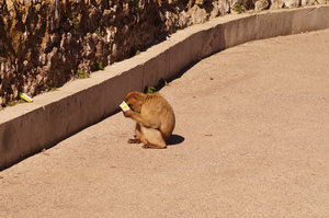 Gibraltar, Punta del Carnero, badar 076.JPG