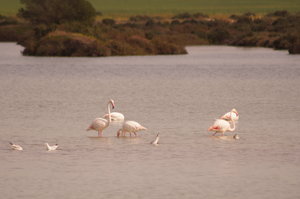 Flamingo norr Gadiz 2 mars 004.JPG
