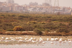 Flamingo norr Gadiz 2 mars 082.JPG