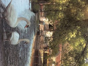 29CFE168-5190-482D-B50D-C0305C06DD23.jpeg 29CFE168-5190-482D-B50D-C0305C06DD23.jpeg