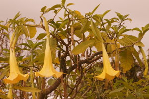 Mazagon, Punta Umbria (S) St Luzia (P) 033.JPG