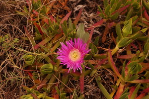 Mazagon, Punta Umbria (S) St Luzia (P) 077.JPG