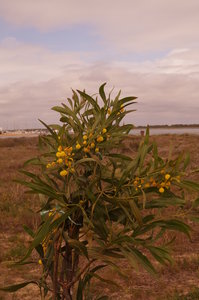 Mazagon, Punta Umbria (S) St Luzia (P) 081.JPG