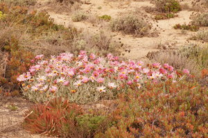 Naturpark Ria Formosa 049.JPG
