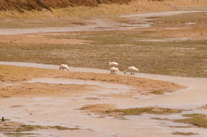 Naturpark Ria Formosa 148.JPG