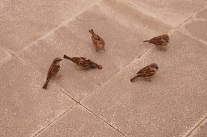 Punta de la Magdalena E 80, San Sebastian 030.JPG