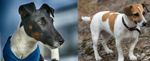 fox-jag-russel.jpg
