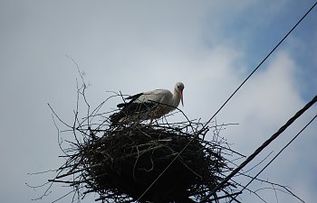 DSC_0132.JPG DSC_0132.JPG