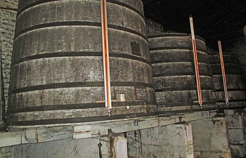 Konjak2.jpg Konjak2.jpg