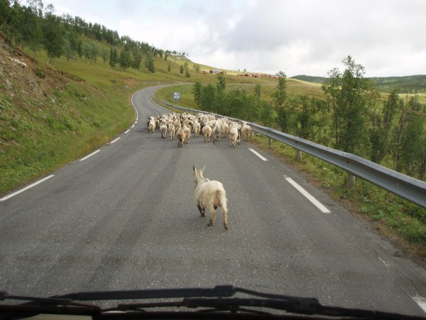 Getter på vägen från Å i Lofoten.JPG