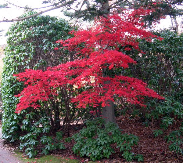 Botaniska Göteborg hbk.jpg