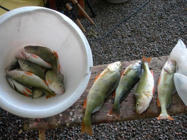 abborrfiske näs aug-07 034.jpg