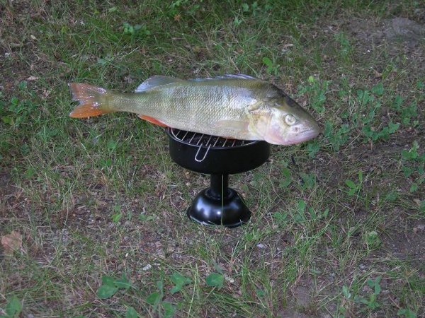 abborrfiske näs aug-07 038.jpg