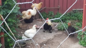 20190607_200325.jpg 20190607_200325.jpg