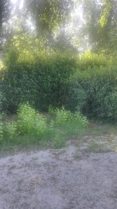 IMG_20190717_083507.jpg IMG_20190717_083507.jpg