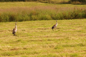 Färja n Kristiansund, Tranor, Trondheim, Sjursvika på Fosna 008.JPG
