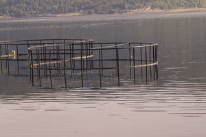 Färja n Kristiansund, Tranor, Trondheim, Sjursvika på Fosna 011.JPG