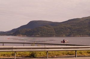 Färja n Kristiansund, Tranor, Trondheim, Sjursvika på Fosna 014.JPG