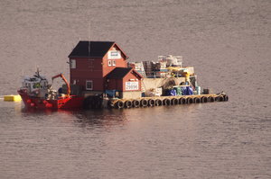 Färja n Kristiansund, Tranor, Trondheim, Sjursvika på Fosna 017.JPG