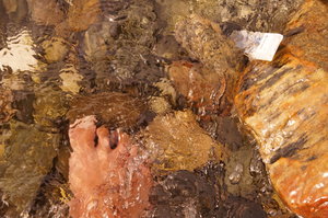 Färja n Kristiansund, Tranor, Trondheim, Sjursvika på Fosna 052.JPG