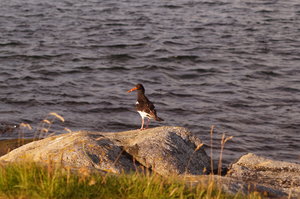 Sjursvika, Oksvoll 19 juli 002.JPG