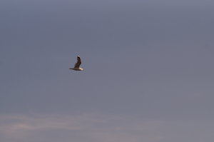 Sjursvika, Oksvoll 19 juli 005.JPG