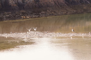 Badplats 2 km v Oksvoll 20 juli 006.JPG