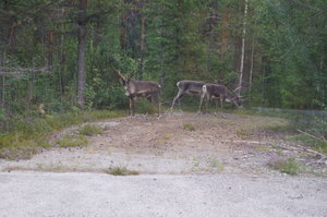 Norge  Sv gräns, Lycksele. Kyrkgrottan Kristineberg,mårdselefors 059.JPG