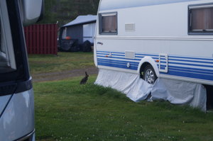 Hare, Wästerbottenost 001.JPG