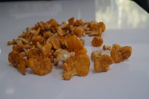 Kantareller 20 aug 2019 002.JPG