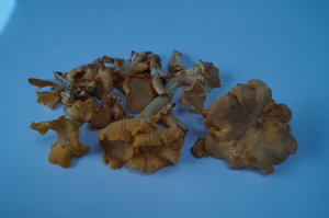 Kantareller 1 sep -19 001.JPG